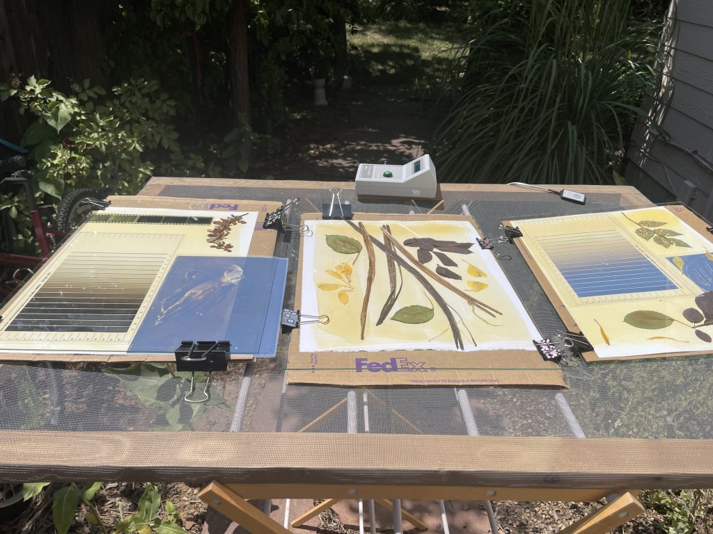 Here you can see after an hour of exposure, the paper emulsion has changed to bright yellow.